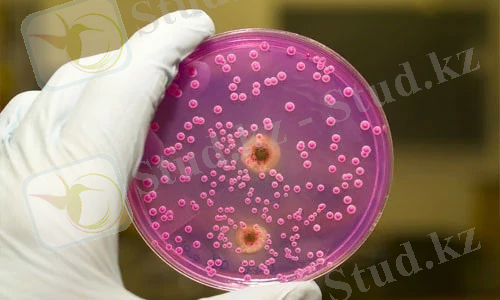 Астанада сальмонеллез індетін жұқтырғандар саны көбейді