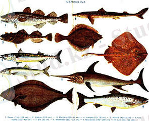 Salt water fish with Finnish text.jpg