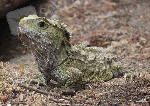 Картинки по запросу тұмсықбастылар отряды