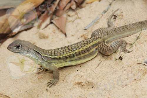 Картинки по запросу кесірткелер