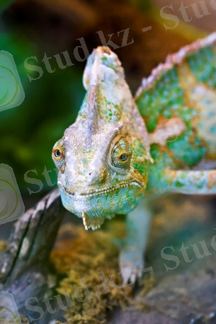 https://upload.wikimedia.org/wikipedia/commons/thumb/7/7a/Chameleon_portrait.jpg/800px-Chameleon_portrait.jpg