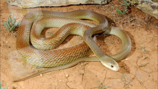 Картинки по запросу