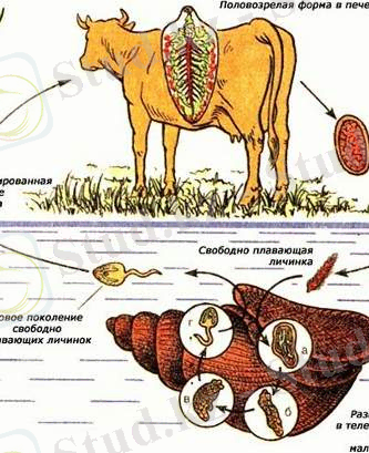Для печеночного сосальщика характерно развитие с метаморфозом, смена хозяев и чередование поколений. Крупный рогатый скот и человек являются основными, а малый прудовик - промежуточным хозяином