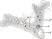 Картинки по запросу қарапайымдылар
