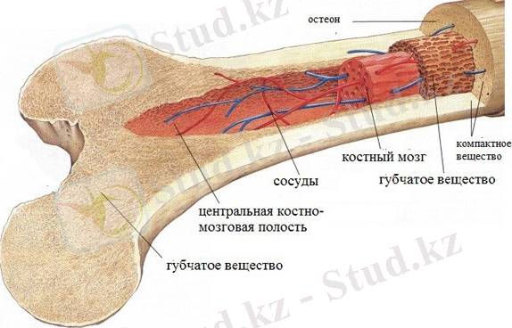 Костный мозг