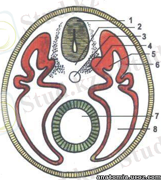 C:\Users\Анатомия кафедрасы\Desktop\Общие вопросы\94720689.jpg