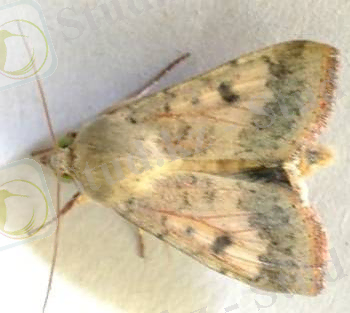 Helicoverpa_armigera