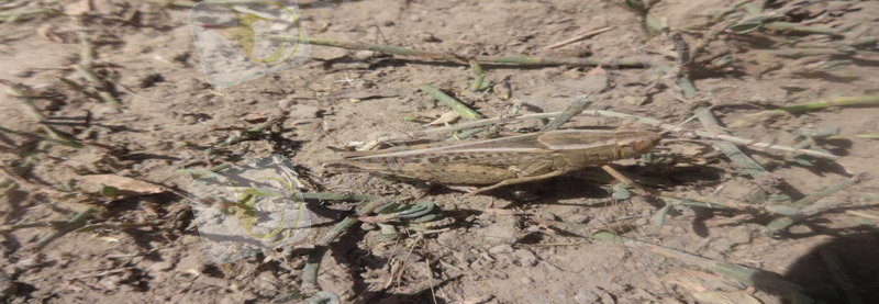 F:\Практика Меркі\2014-07-17\DSC01246 (2).JPG