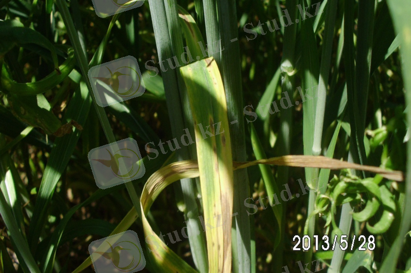 F:\Практика Меркі\IMG_2632.JPG