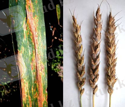 C:\Users\compaq\Pictures\Tritici_Septoria_nodorum.jpg