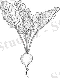 Image result for свекло