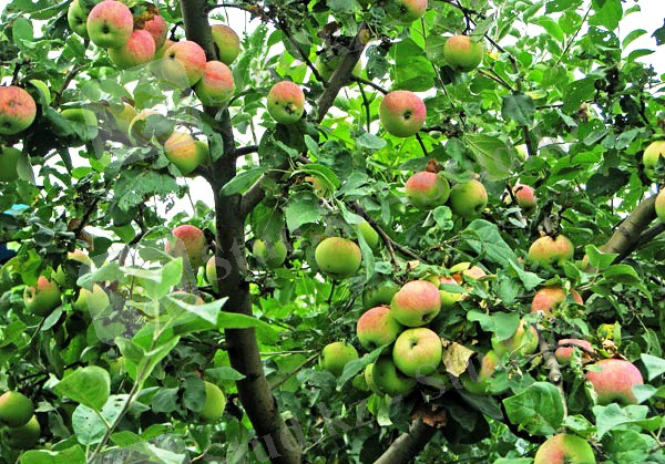 Яблоки Мельба в период созревания