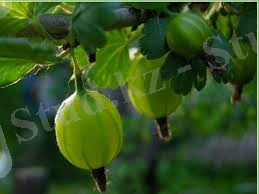 C:\Users\Администратор\Downloads\челябинский зеленый.jpg