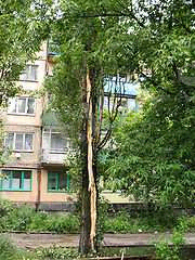 http://upload.wikimedia.org/wikipedia/ru/thumb/8/87/Lightning_damage_to_tree_in_Makeevka_Ukraine_2008.jpg/180px-Lightning_damage_to_tree_in_Makeevka_Ukraine_2008.jpg