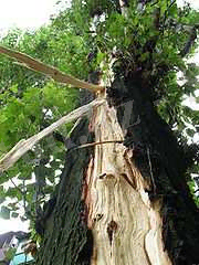 http://upload.wikimedia.org/wikipedia/ru/thumb/f/f1/Lightning_damage_to_tree_in_Makeevka_Ukraine_2008_2.jpg/180px-Lightning_damage_to_tree_in_Makeevka_Ukraine_2008_2.jpg
