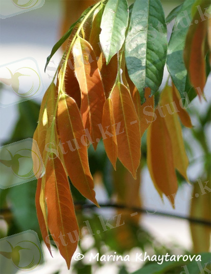 Diospyros trengganuensis 