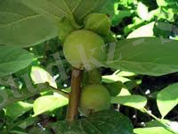 ANd9GcQdqyy9Fb1P47P7PhhWgkSMtyeN8-JGTVigc9IpataRhaJjMpGI