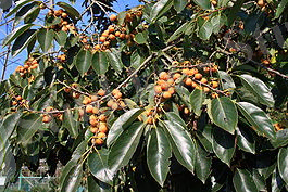 Хурма кавказская