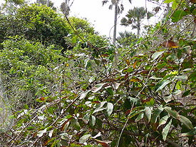 Хурма мушмуловидная