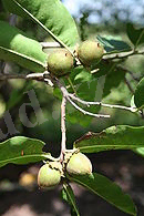 Diospyros mespiliformis MS 2107.JPG