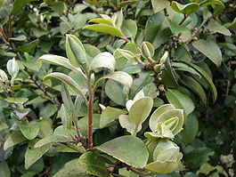 Diospyros sandwicensis