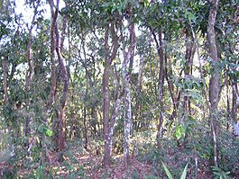 Цейлонское эбеновое дерево