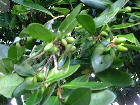 Хурма низкая