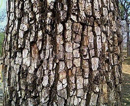 Bark of Diospyros melanoxylon.jpg