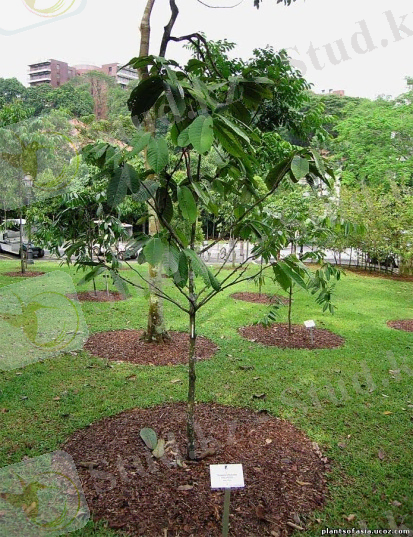 Diospyros ellipsoidea