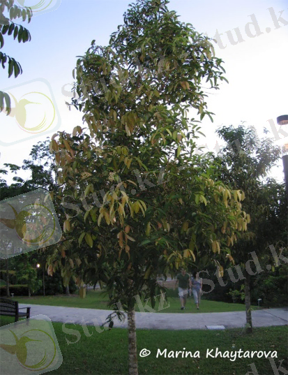 Diospyros malabarica