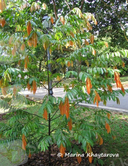 Diospyros trengganuensis 