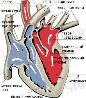 http://www.kardio.ru/images2/heartcor.jpg