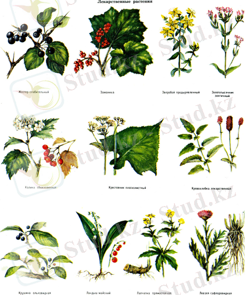 Картинки по запросу лекарственные растения леса