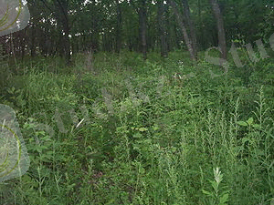 Картинки по запросу трав