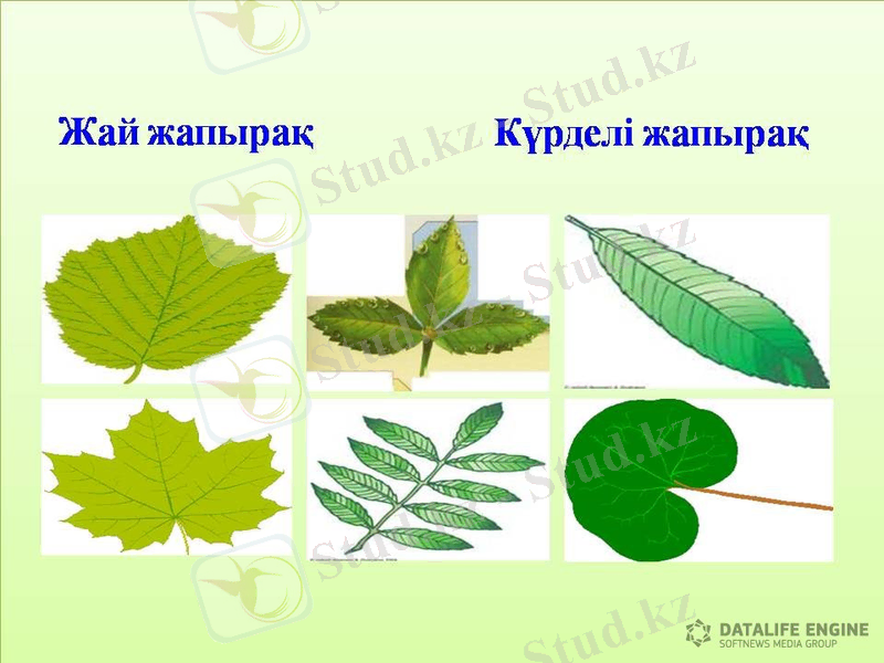 Картинки по запросу жапырақ