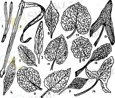 Картинки по запросу жапырақ