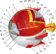 Eye-diagram no circles border.svg