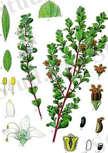 Agathosma betulina - Köhler–s Medizinal-Pflanzen-020.jpg