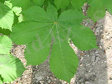 1 Каштана лист VizuIMG 2024.JPG