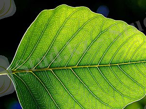 https://upload.wikimedia.org/wikipedia/commons/thumb/f/f4/Leaf_1_web.jpg/300px-Leaf_1_web.jpg