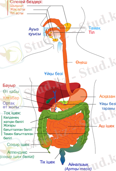 https://upload.wikimedia.org/wikipedia/commons/7/7c/Digestive_system_diagram_kk.png