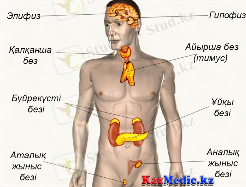 http://kazmedic.kz/wp-content/uploads/2015/11/endokrindi-juye.jpg