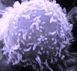 https://upload.wikimedia.org/wikipedia/commons/thumb/8/89/SEM_Lymphocyte.jpg/250px-SEM_Lymphocyte.jpg