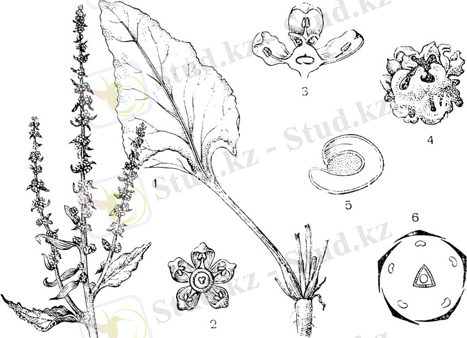 Рис. 103. Семейство Маревые. Свекла обыкновенная (Beta vulgaris): 1 - часть соцветия и один из листьев; 2 - цветокз 3 - цветок в разрезе; 4 - соплодие; 5 - семя в разрезе; 6 - диаграмма цветка