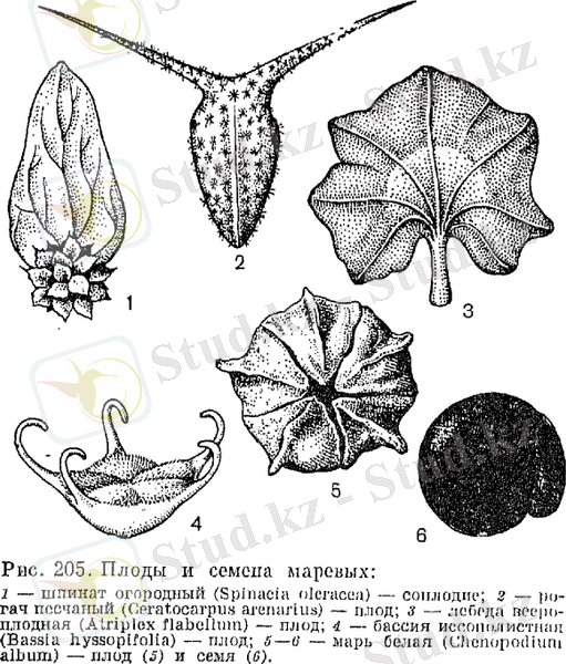 Семейство маревые (Chenopodiaceae)