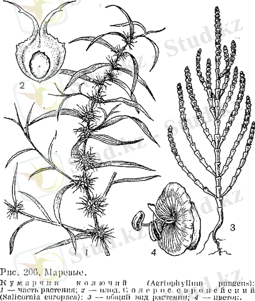 Семейство маревые (Chenopodiaceae)