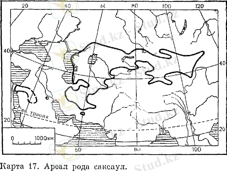 Семейство маревые (Chenopodiaceae)