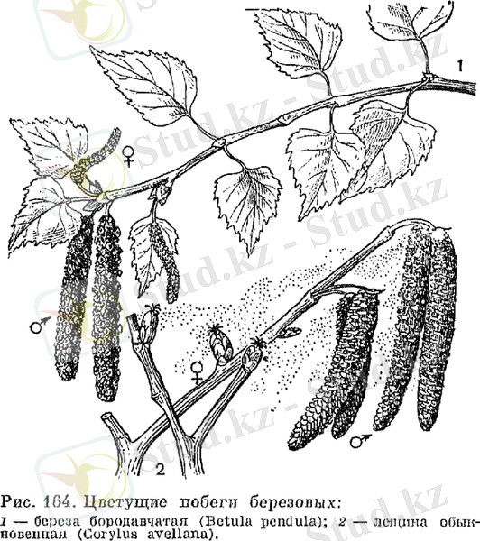 Семейство березовые (Betulaceae)