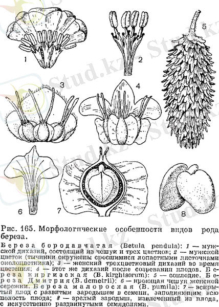 Семейство березовые (Betulaceae)