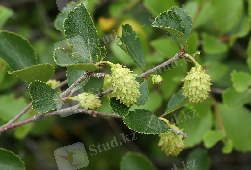 Изображение растения Betula divaricata.